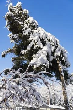 Snow Falling on Trees in Winter Park Stock-Fotos