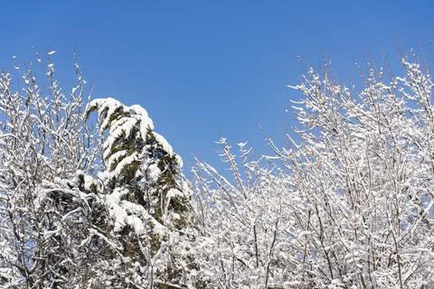 Snow Falling on Trees in Winter Park Stock Photos