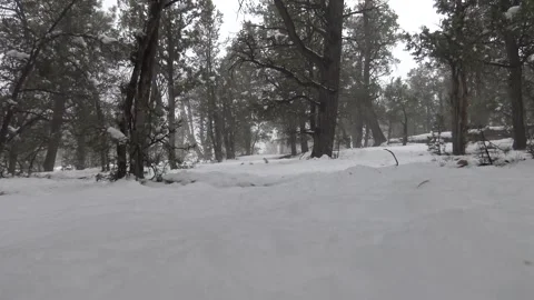Snow Falling from Treetops in Winter Forest Stock Footage 321178746