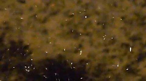 Snow Falling Video. Slow Motion Stock Footage 46890764