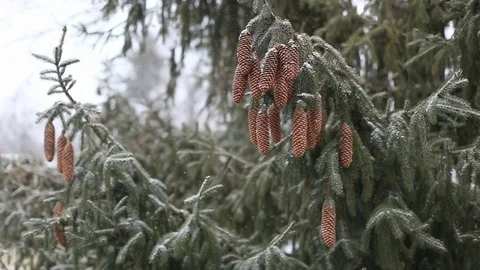Snow falling, view on pine tree Stock Footage 83730868