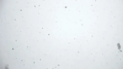 Snow falling on white background. Heavy snowfall Stock Footage 33420050