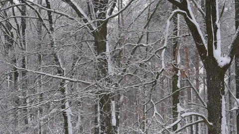 Snow falling in winter on background of a leafless deciduous forest Stock Footage 83885251