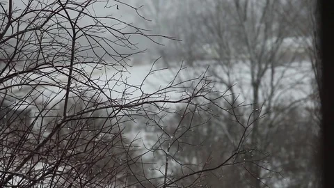 Snow Falling Winter Barren Branches  Stock Footage 71151396