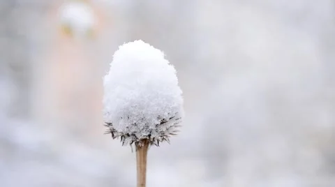 Snow falling in winter on dry beautiful flower swaying in wind Stock Footage 55375423