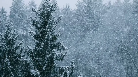 Snow Falling in the Winter on the Evergreen Spruce Stock Footage 86335089
