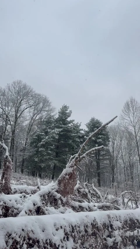Snow Falling in a Winter Field | Serene Snowfall Landscape Footage Stock Footage 322200774