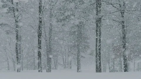 Snow falling in winter Stock Footage 148346946