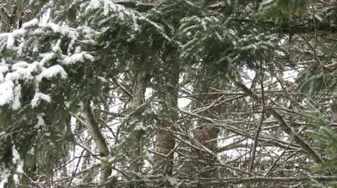 Snow Falling in a Winter Forest 2 Stock Footage 11028959