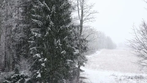 Snow falling in winter, forest and empty snowy field. Stock-Footage 147330200
