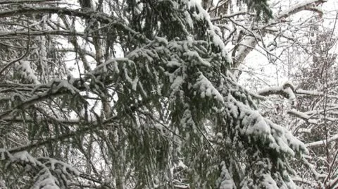 Snow Falling in the Winter Forest Stock Footage 11028648