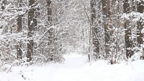 Snow falling in the winter forest Stock-Footage 71626568