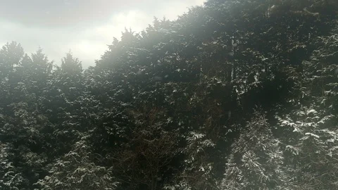 Snow falling in winter forest Stock Footage 86165698