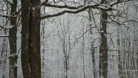 Snow is falling in the winter forest. Stock Footage 123043826