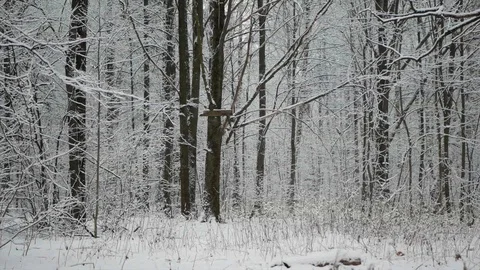 Snow is falling in the winter forest. Video stock 123043830