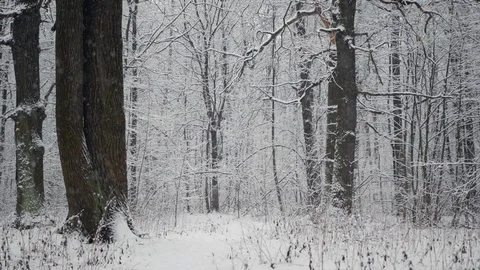 Snow is falling in the winter forest. Stock Footage 123043859