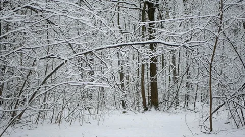 Snow is falling in the winter forest. Video stock 123043957