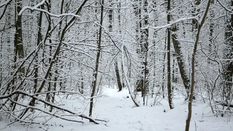 Snow is falling in the winter forest. Video stock 123043958