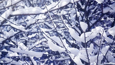 Snow Falling In Winter Forest Video stock 166315296
