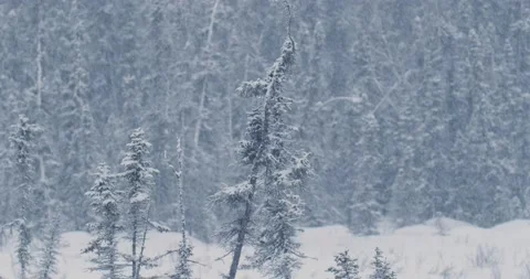 Snow Falling in a Winter Forest Stock Footage 218046260