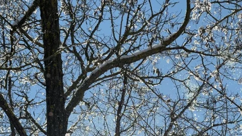 Snow is falling in the winter forest. Stock Footage 334851151