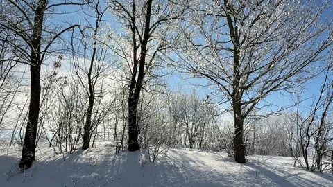Snow is falling in the winter forest. Stock Footage 336668251