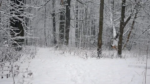 Snow is falling in the winter forest. A path in the forest with footprints in Stock Footage 123043849