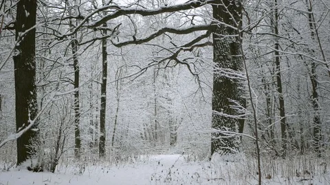 Snow is falling in the winter forest. A path in the forest with footprints in Stock Footage 123043956