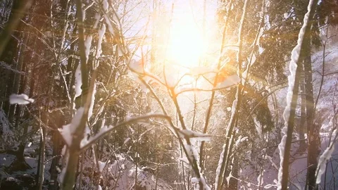 Snow falling in winter forest shot in slow motion Stock Footage 72876199