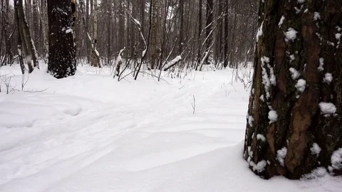 Snow falling in a winter forest. Snow Covered trees. Stock Footage 85452835