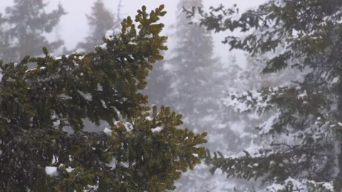 Snow falling in a winter forest in the Southern Urals, Russia. Stock Footage 325475829