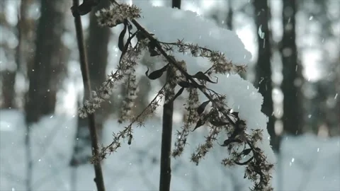 Snow Falling on Winter Tree Leaves - Nature Macro Video Stock-Footage 330248800