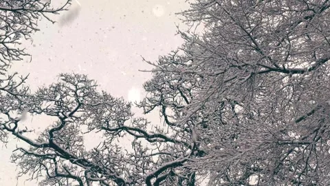 Snow Falling on Winter Tree Leaves - Nature Macro Video Stock Footage 330278977