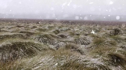 Snow Falling on Winter Tree Leaves - Nature Macro Video Stock Footage 330279006