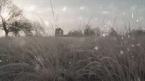 Snow Falling on Winter Tree Leaves - Nature Macro Video Stock-Footage 330279011