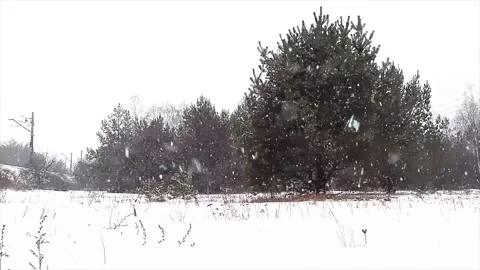 Snow Falling on Winter Tree Leaves - Nature Macro Video Stock Footage 330279414