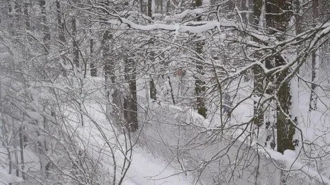 Snow falling in wintry forest with mother and child walking Stock Footage 83884360