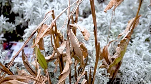 Snow falling on withered leaves Video stock 148660442