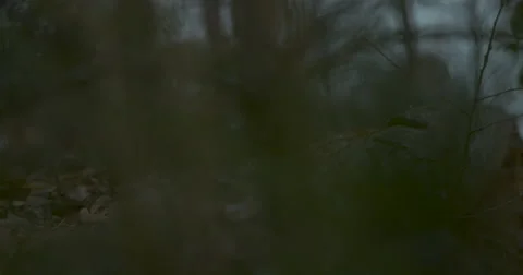 Snow Falling in Woods - 1000fps Видео 61157353