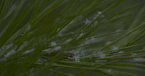Snow Falling in Woods - 1000fps Stock Footage 61158035