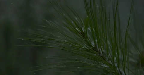 Snow Falling in Woods - 1000fps Stock Footage 61170763