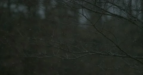 Snow Falling in Woods - 1000fps Stock Footage 61170785