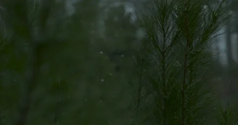 Snow Falling in Woods - 1000fps Stock Footage 61170800