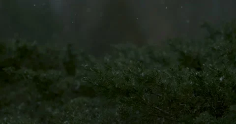 Snow Falling in Woods - 1000fps Stock Footage 61170814