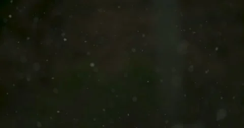 Snow Falling in Woods - 1000fps Stock Footage 61170824