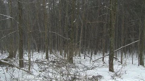 Snow Falling in the Woods-BackgroundPlate Stock Footage 91158947