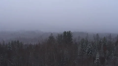Snow falling in the woods on a cloudy day Stock Footage 130588289