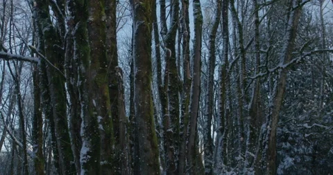 Snow Falling in Woods at Dusk Stock Footage 169723936