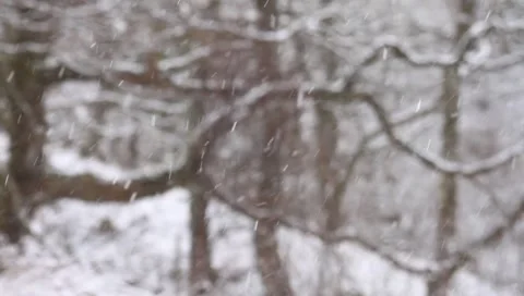Snow falling in woods Video stock 6530880