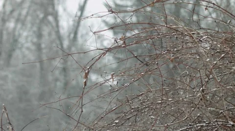 Snow Falling in Woods Stock Footage 46227495